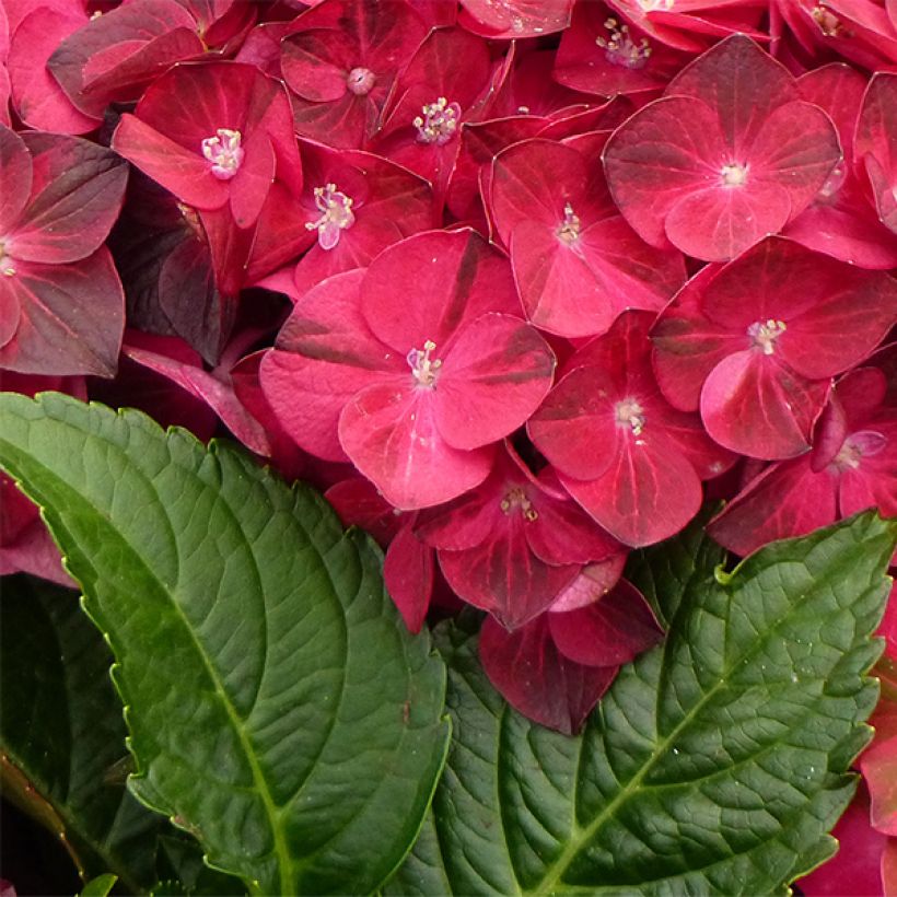 Hydrangea macrophylla Magical Ruby Tuesday - Ortensia (Fogliame)