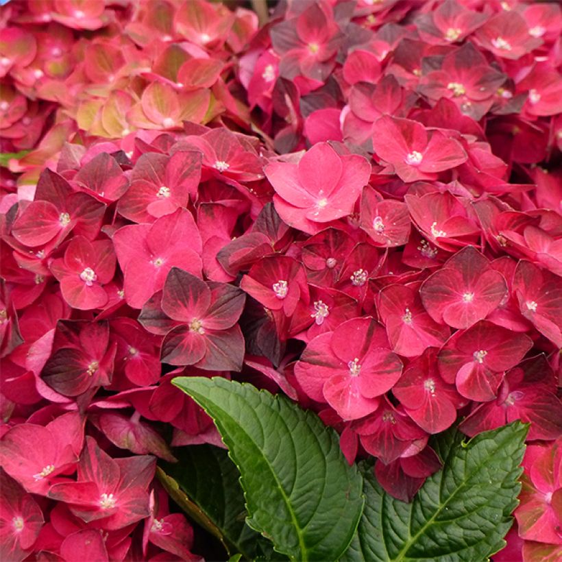 Hydrangea macrophylla Magical Ruby Tuesday - Ortensia (Fioritura)