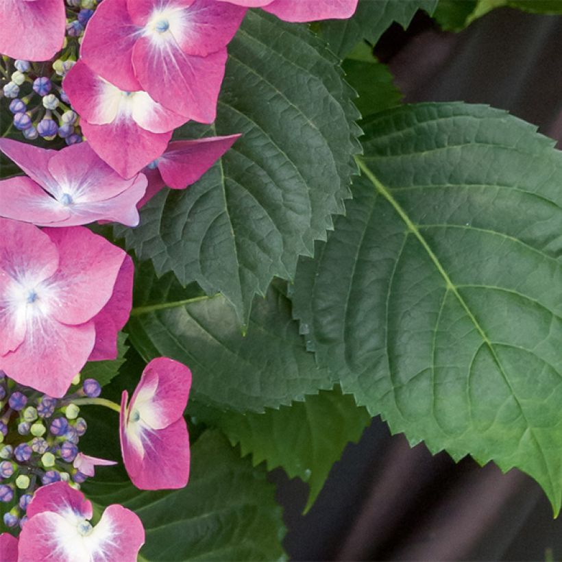 Hydrangea macrophylla Mousmee - Ortensia (Fogliame)