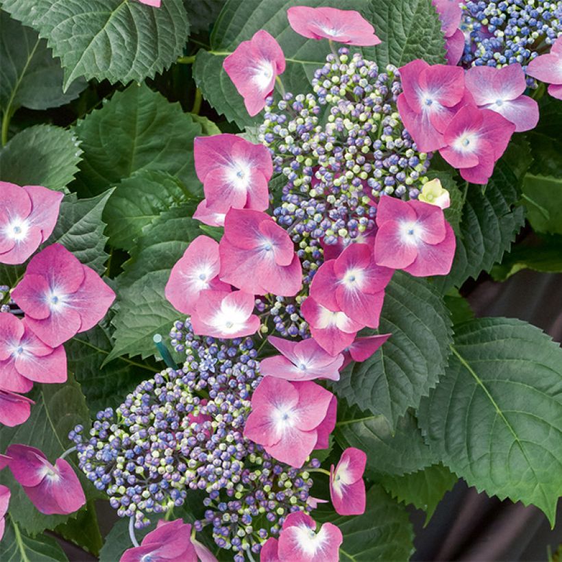 Hydrangea macrophylla Mousmee - Ortensia (Fioritura)