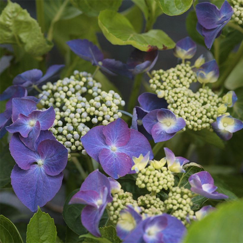 Hydrangea macrophylla Nachtigall - Ortensia (Fioritura)