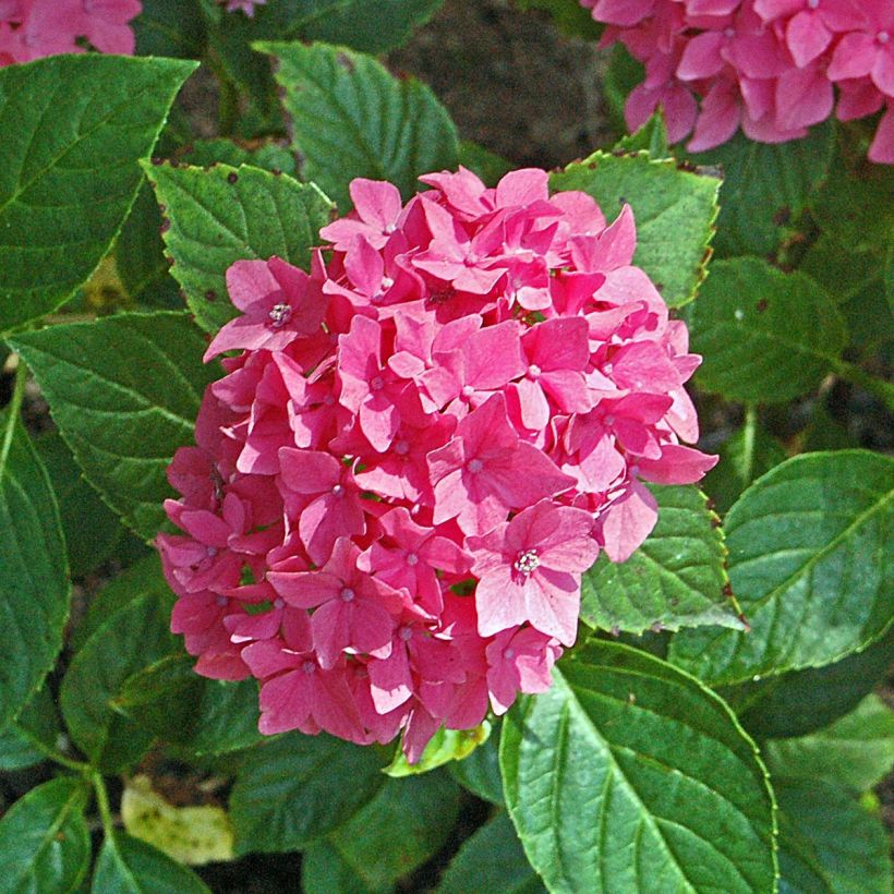 Hydrangea macrophylla Pia - Ortensia (Fioritura)