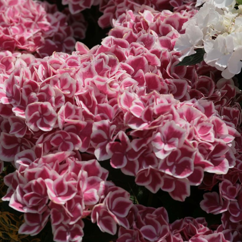 Hydrangea macrophylla Red Ace - Ortensia (Fioritura)