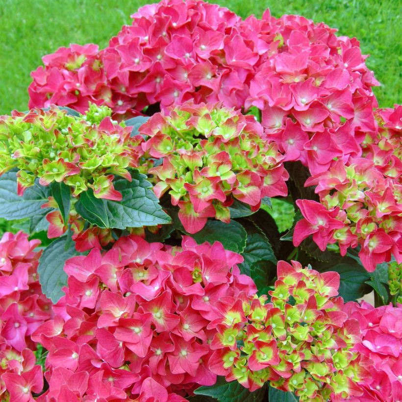 Hydrangea macrophylla Music Collection Red Reggae - Ortensia (Fioritura)