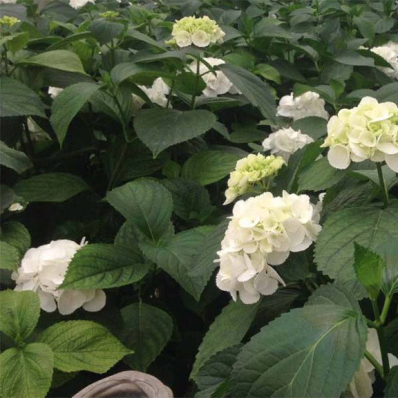 Hydrangea macrophylla Schneeball - Ortensia (Fogliame)