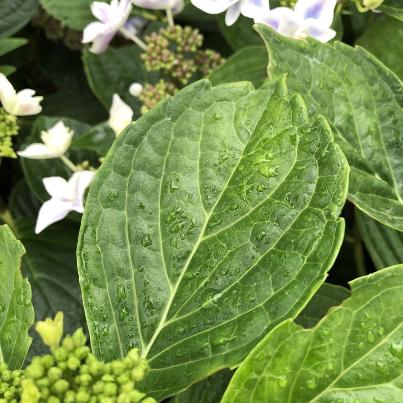 Hydrangea macrophylla Stargazer - Ortensia (Fogliame)