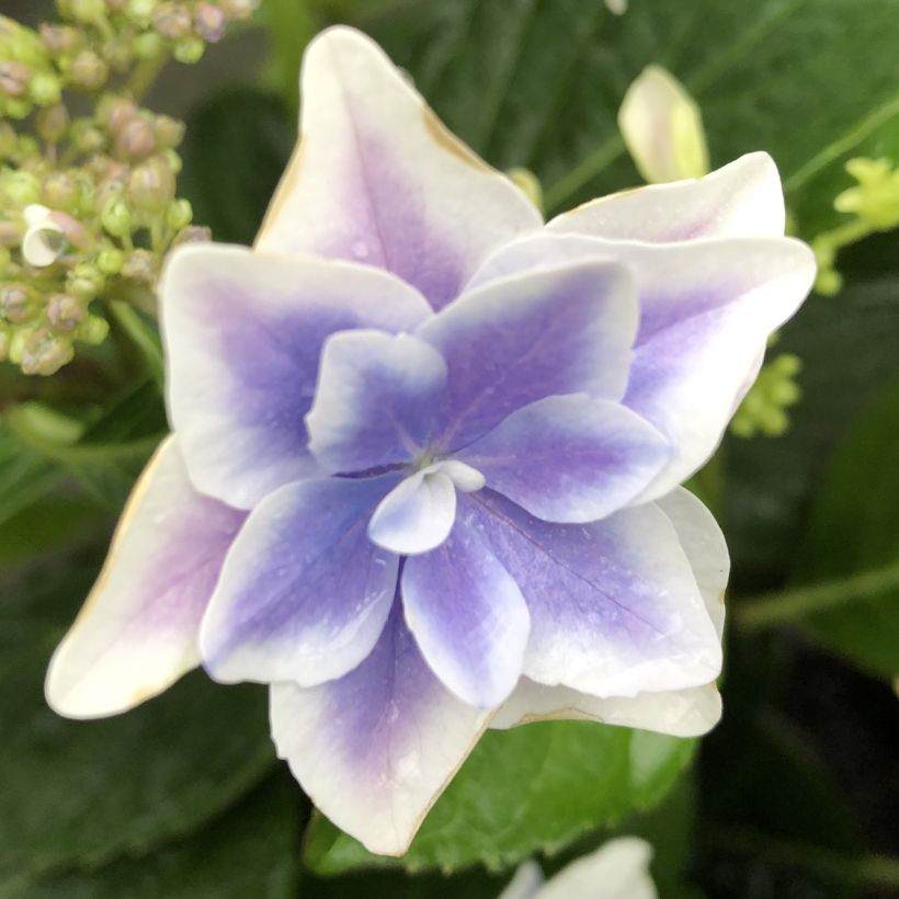 Hydrangea macrophylla Stargazer - Ortensia (Fioritura)