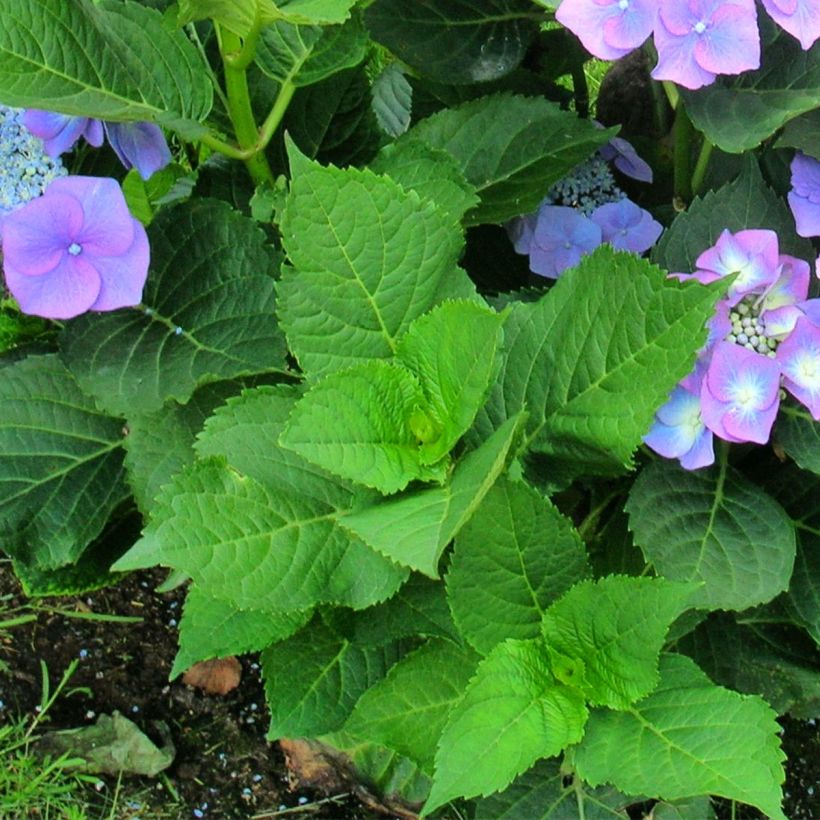 Hydrangea macrophylla Teller Blue - Ortensia (Fogliame)