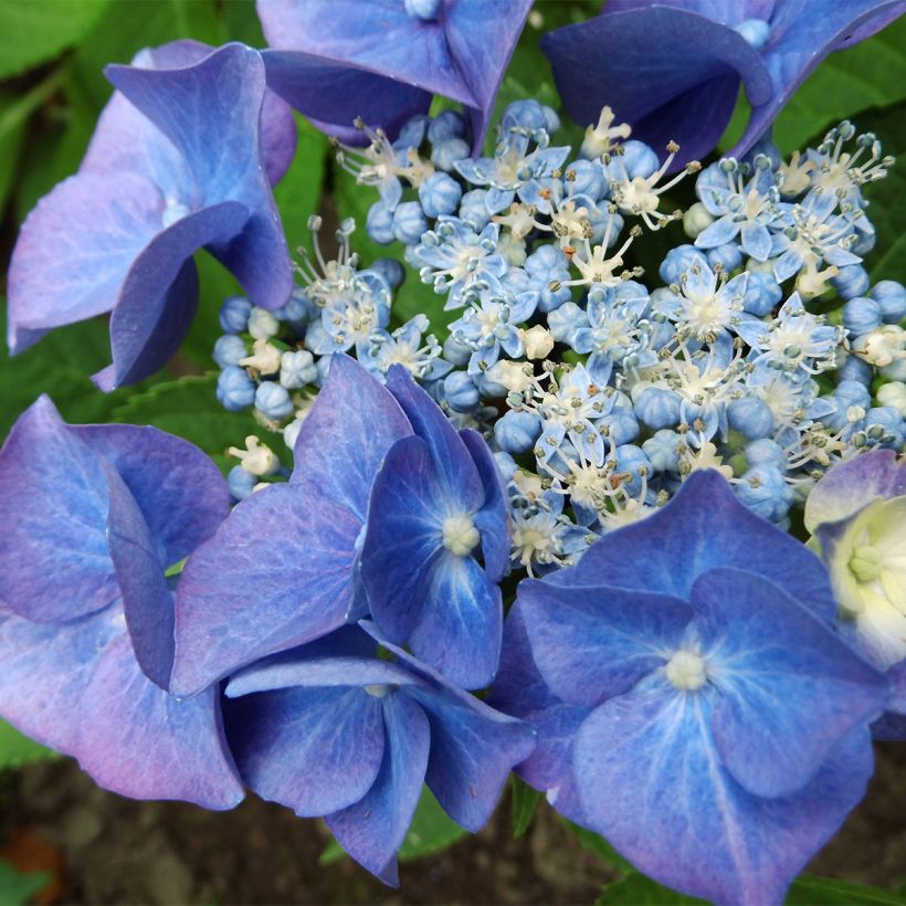 Hydrangea macrophylla Teller Blue - Ortensia (Fioritura)