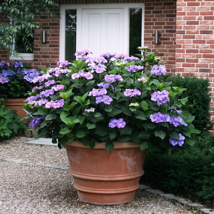 Hydrangea macrophylla Teller Blue - Ortensia (Porto)