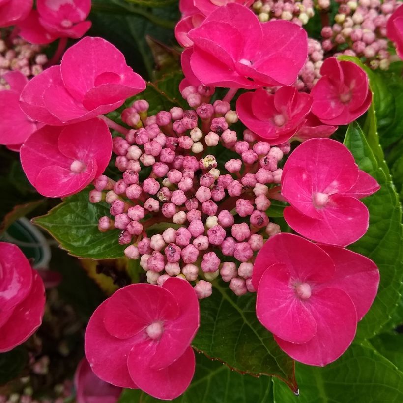 Hydrangea macrophylla Teller Red - Ortensia (Fioritura)