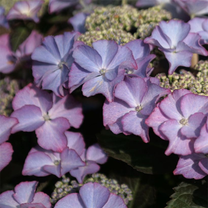 Hydrangea macrophylla Tiffany - Ortensia (Fioritura)