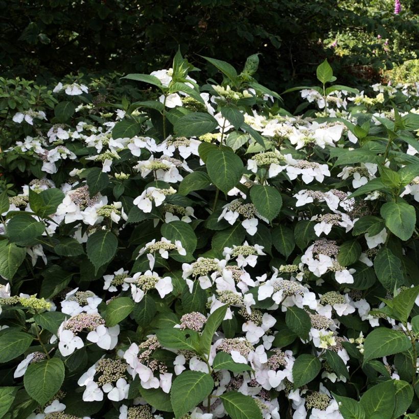 Hydrangea macrophylla Veitchii - Ortensia (Porto)