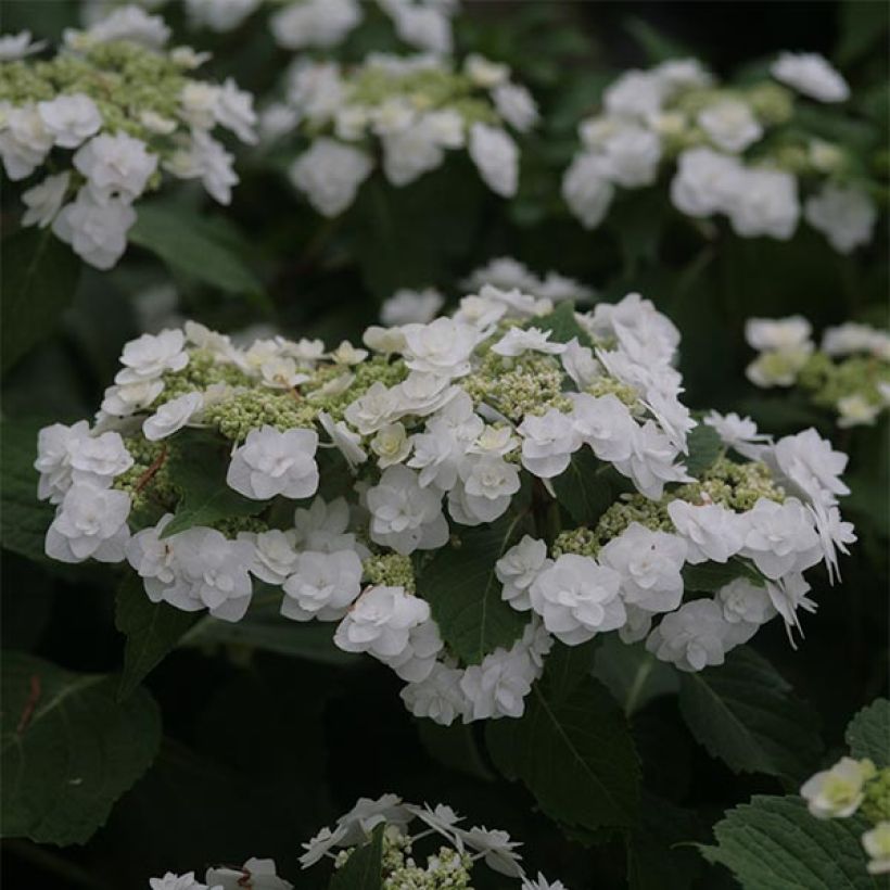 Hydrangea macrophylla Wedding Gown - Ortensia (Fioritura)