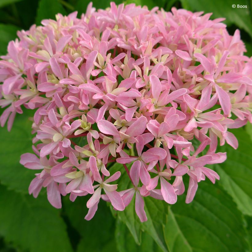 Hydrangea macrophylla You & Me 'Inspire' - Ortensia (Fioritura)