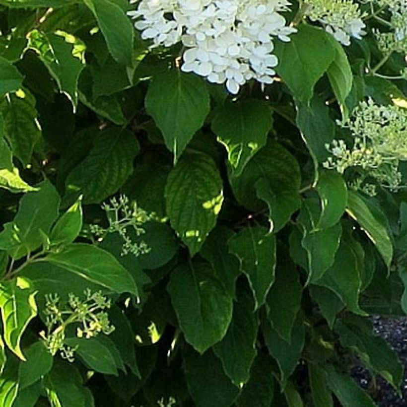 Hydrangea paniculata Bombshell - Ortensia paniculata (Fogliame)