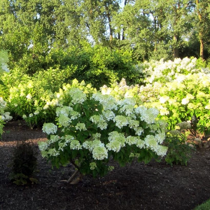 Hydrangea paniculata Bombshell - Ortensia paniculata (Porto)