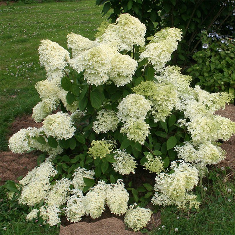 Hydrangea paniculata Dentelle De Gorron - Ortensia paniculata (Porto)