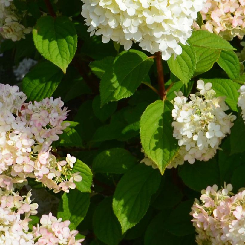 Hydrangea paniculata Diamantino - Ortensia paniculata (Fogliame)