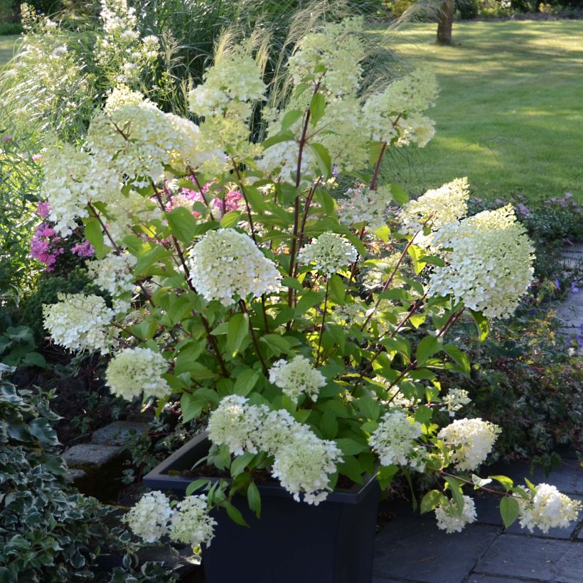 Hydrangea paniculata Diamantino - Ortensia paniculata (Porto)