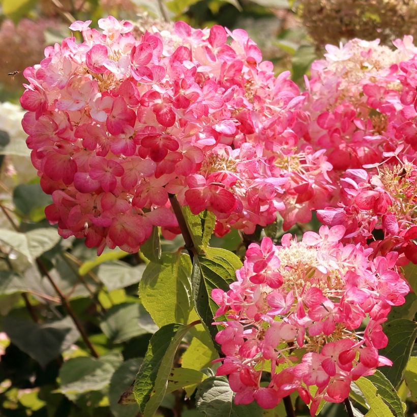 Hydrangea paniculata Framboisine - Ortensia paniculata (Fioritura)