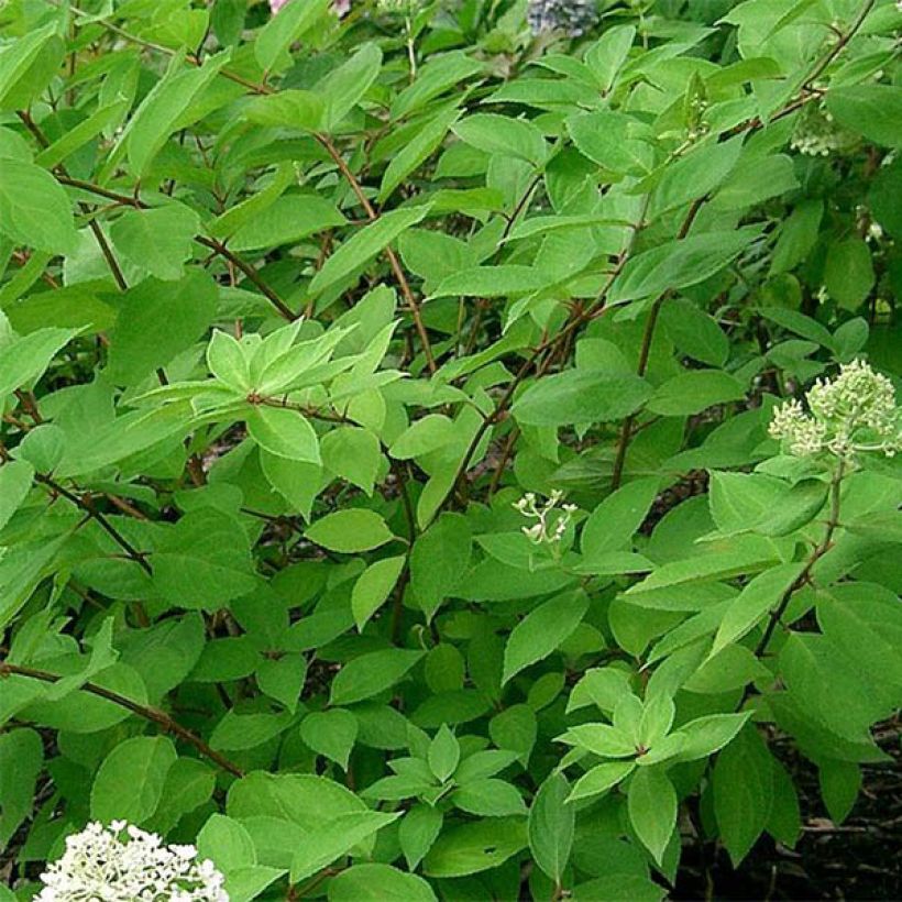 Hydrangea paniculata Grandiflora - Ortensia paniculata (Fogliame)