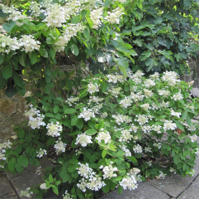 Hydrangea paniculata Grandiflora - Ortensia paniculata (Porto)