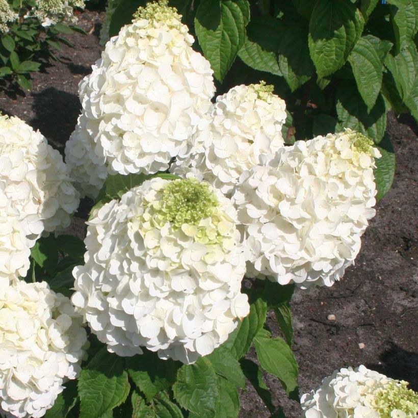 Hydrangea paniculata Magical Mont Blanc - Ortensia paniculata (Fioritura)