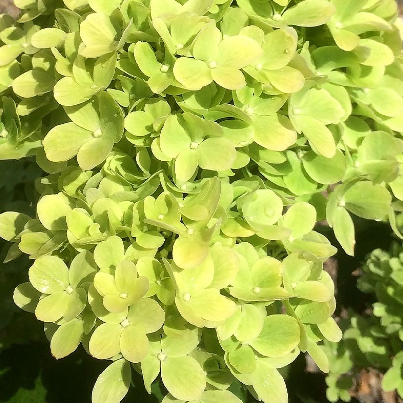 Hydrangea paniculata Mojito - Ortensia paniculata (Fioritura)