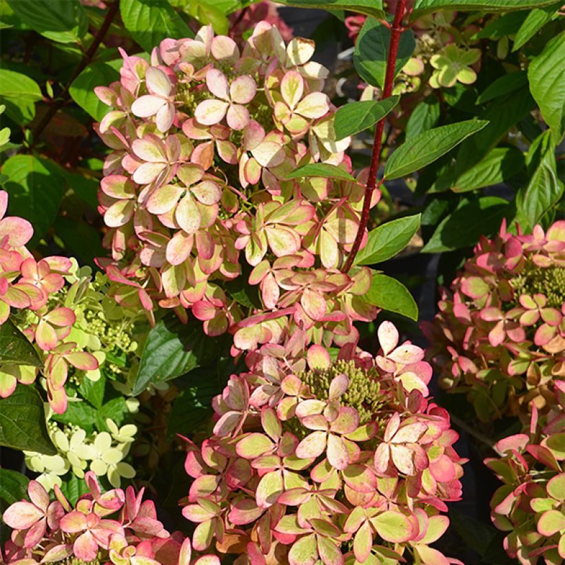 Hydrangea paniculata Pastelgreen - Ortensia paniculata (Fogliame)