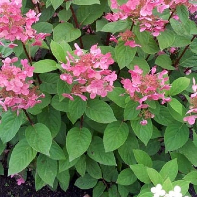 Hydrangea paniculata Pink Diamond - Ortensia paniculata (Fogliame)