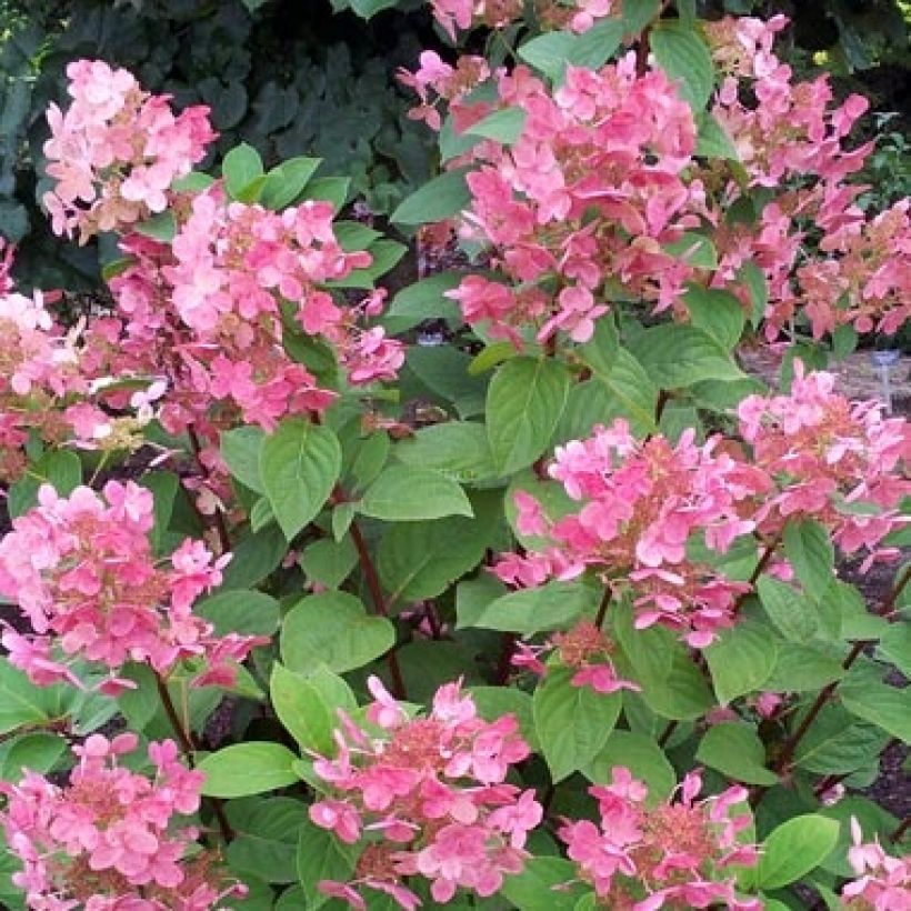 Hydrangea paniculata Pink Diamond - Ortensia paniculata (Fioritura)