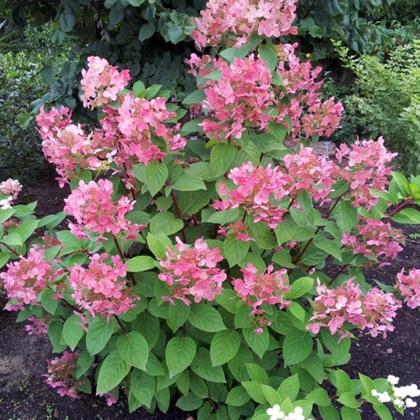 Hydrangea paniculata Pink Diamond - Ortensia paniculata (Porto)