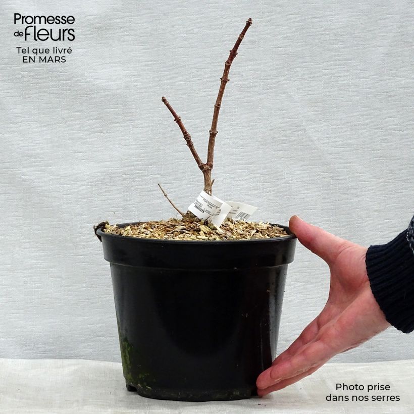 Hydrangea paniculata Polestar - Hortensia paniculé en pot de 3L esemplare consegnato in inverno