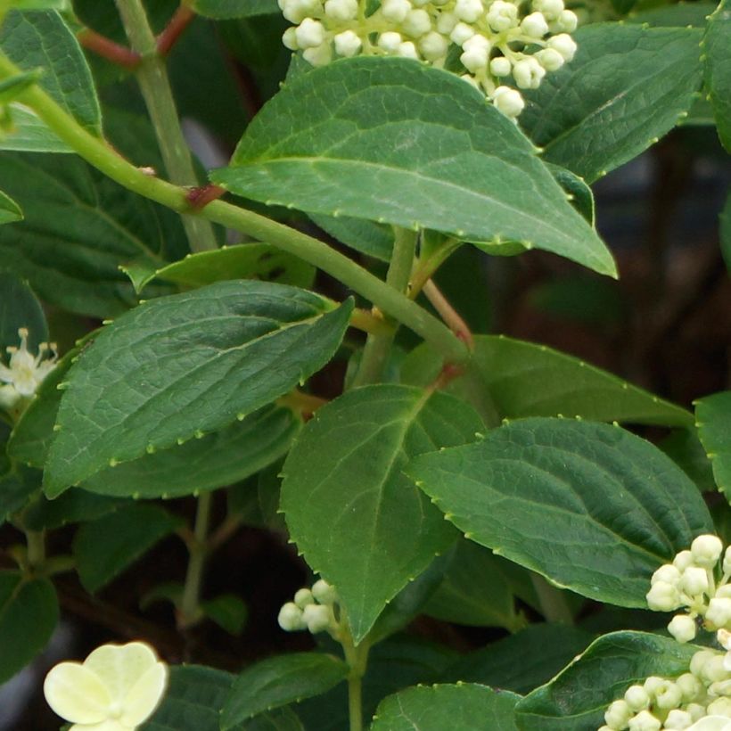 Hydrangea paniculata Prim White - Ortensia paniculata (Fogliame)