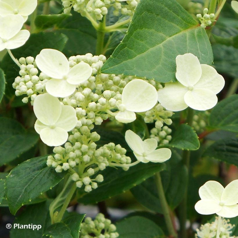 Hydrangea paniculata Prim White - Ortensia paniculata (Fioritura)