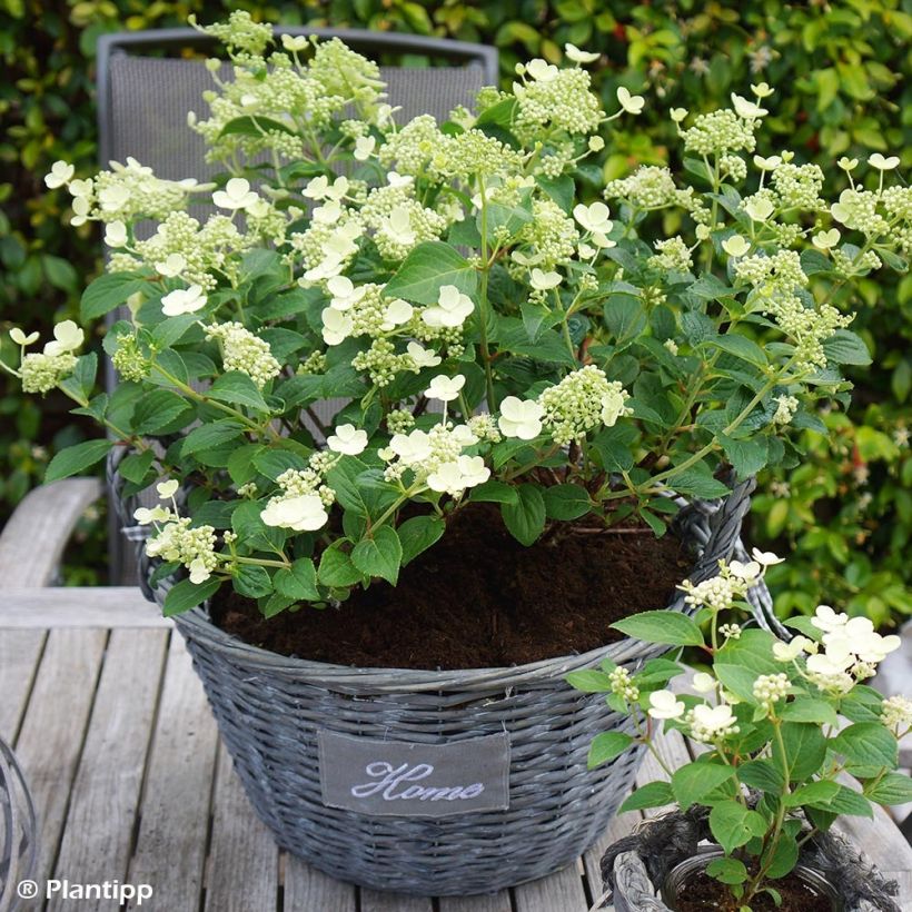 Hydrangea paniculata Prim White - Ortensia paniculata (Porto)