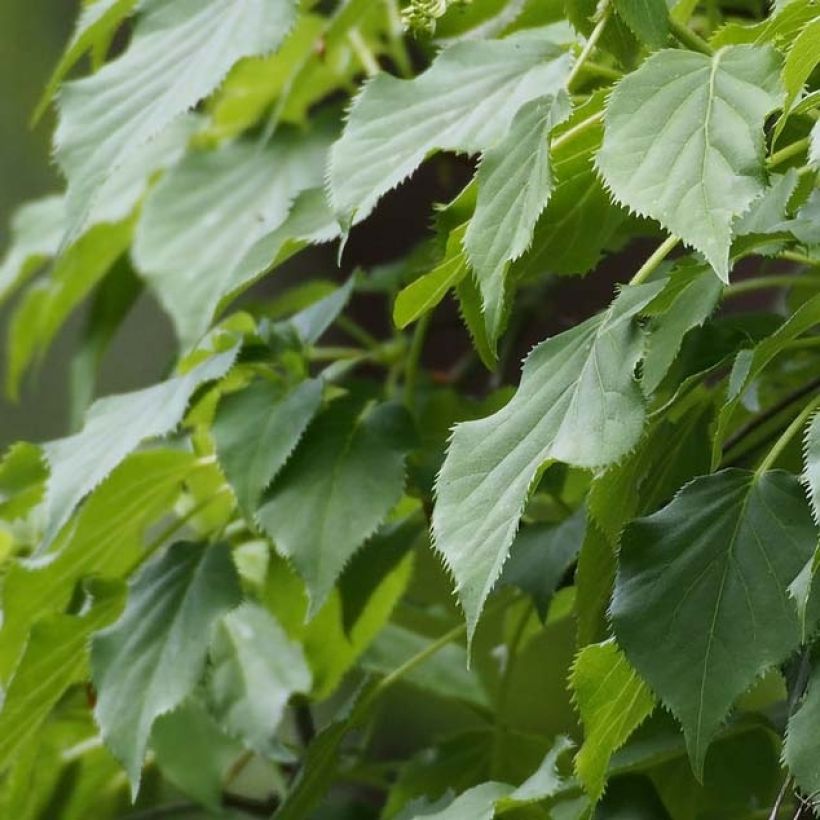 Hydrangea anomala subsp. petiolaris Flying Saucer - Ortensia rampicante (Fogliame)