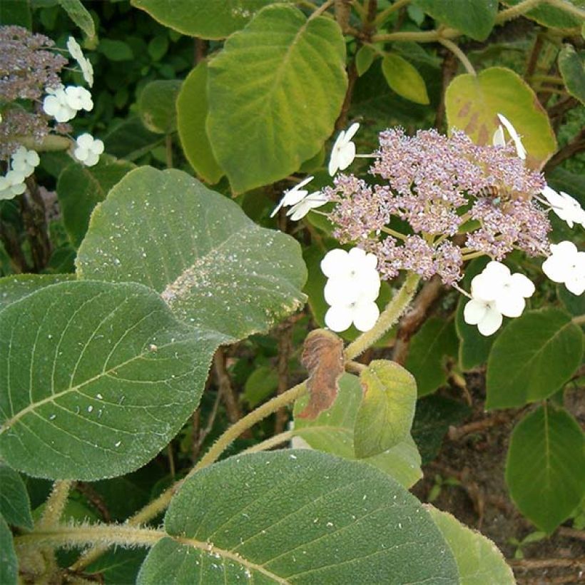 Hydrangea aspera subsp. sargentiana - Ortensia (Fogliame)