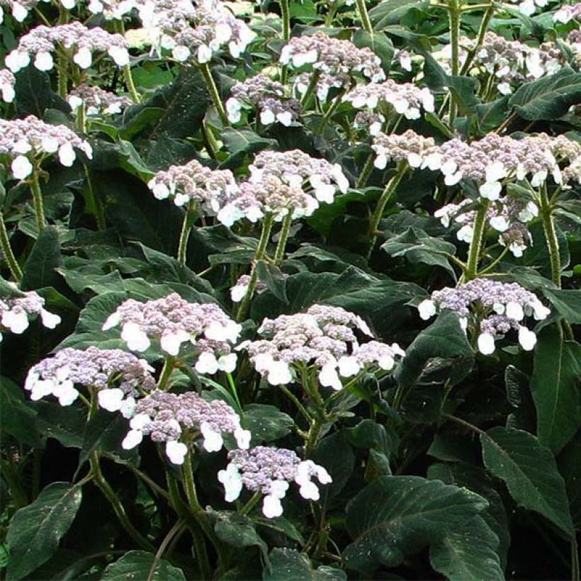 Hydrangea aspera subsp. sargentiana - Ortensia (Fioritura)