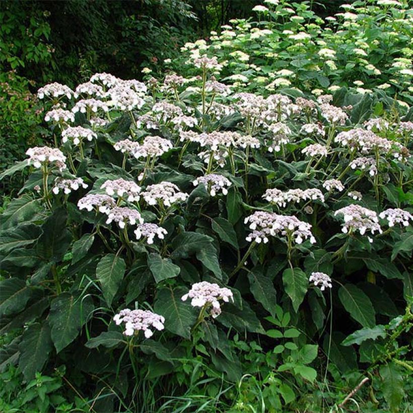 Hydrangea aspera subsp. sargentiana - Ortensia (Porto)