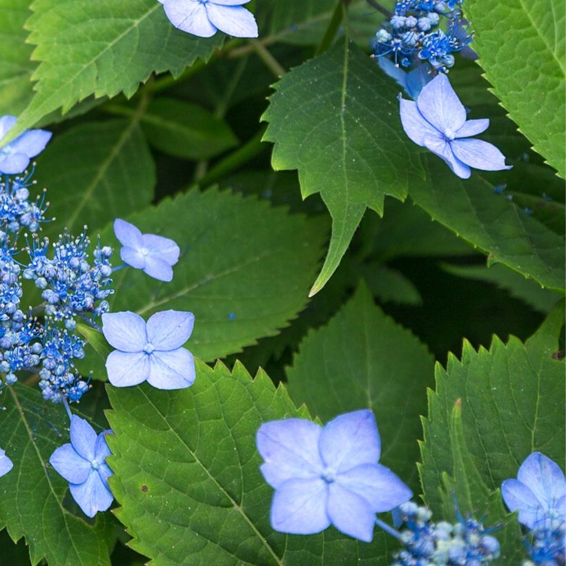 Hydrangea serrata Annie's Blue - Ortensia (Fogliame)