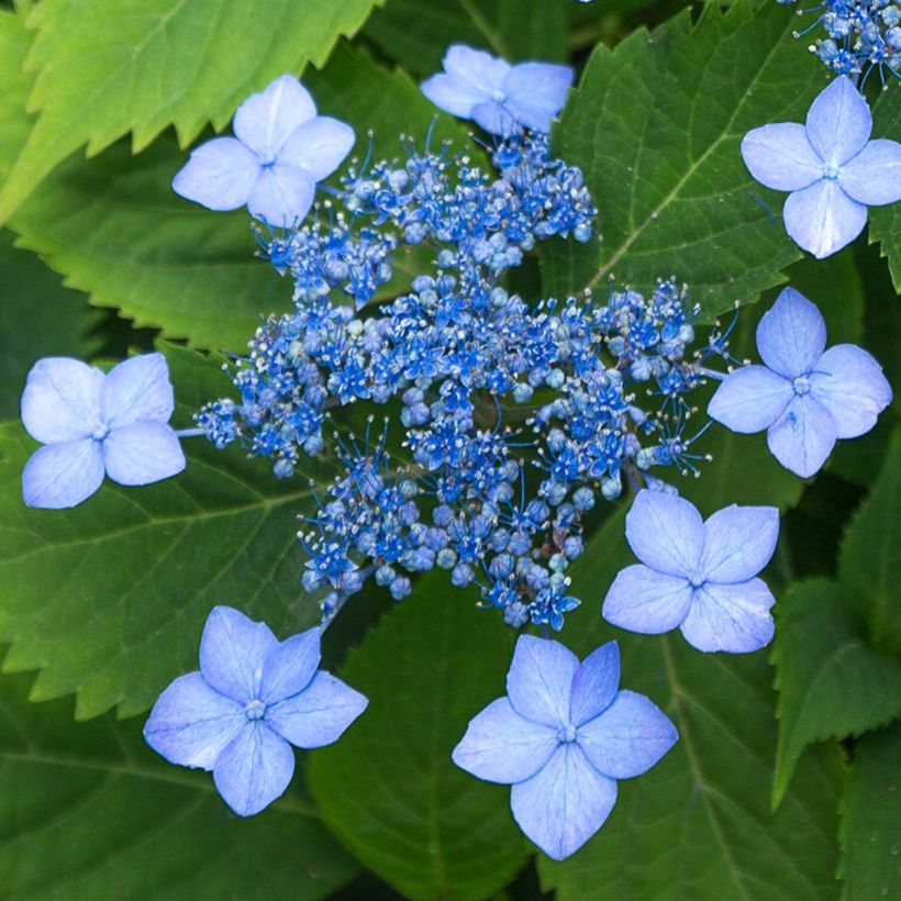 Hydrangea serrata Annie's Blue - Ortensia (Fioritura)