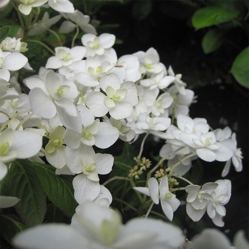 Hydrangea serrata Hakucho - Ortensia (Fioritura)