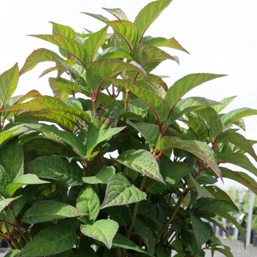 Hydrangea serrata Intermedia - Ortensia (Fogliame)