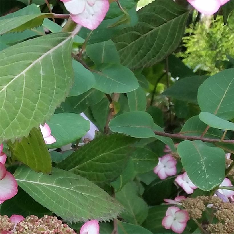 Hydrangea serrata Kiyosumi - Ortensia (Fogliame)