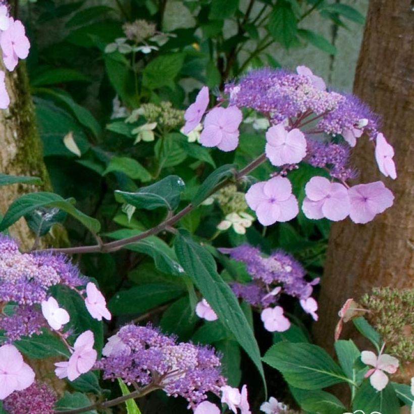 Hydrangea serrata Oamacha - Ortensia (Fioritura)