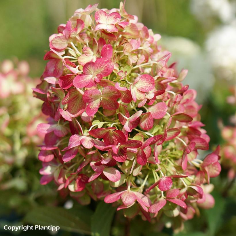 Hydrangea paniculata Graffiti - Ortensia paniculata (Fioritura)