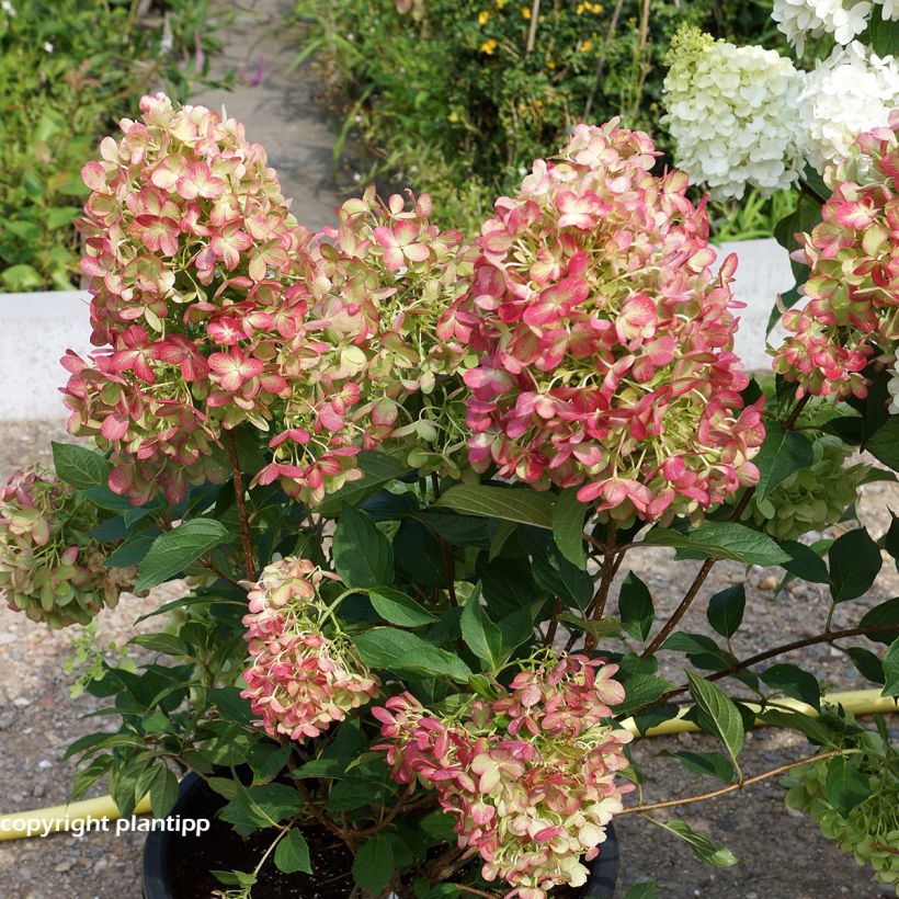 Hydrangea paniculata Graffiti - Ortensia paniculata (Porto)