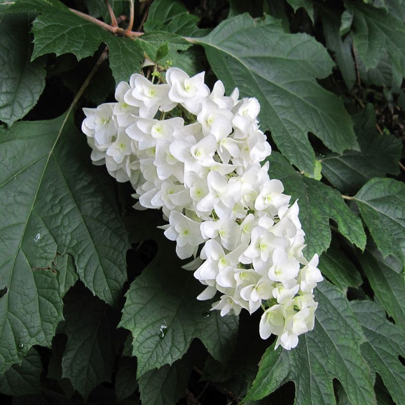 Hydrangea quercifolia Bultinks Giant Flowers - Ortensia a foglie di quercia (Fioritura)